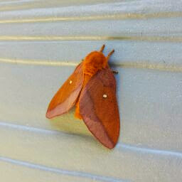 Eric Kalis's profile image