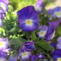 Donya Sperry's profile image