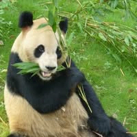 Kieran Searle's profile image