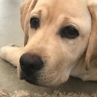 Linda Lay's profile image