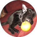 A Call's Profile Image