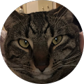 Crazy Kitties's Profile Image