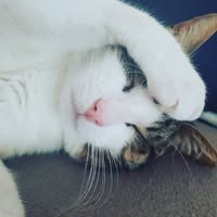 Victoria Ramirez's profile image
