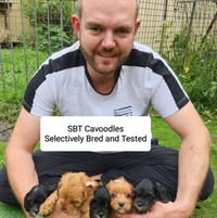 Cavoodles Sbt's profile image