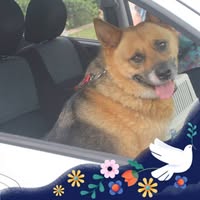 Shelle Abbott's profile image