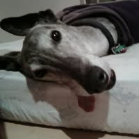 Amanda McCarthy's profile image