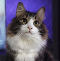 Onyx The Cutie Cat's profile image