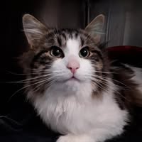Tony Boddy's profile image