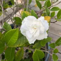 Colleen Queripel's profile image