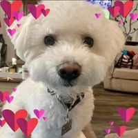 Linda Cannizzaro Lauricella's profile image