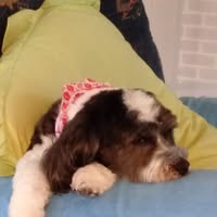 Barbara Osseweyer's profile image