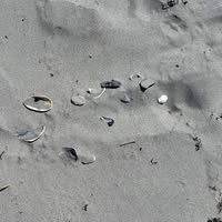 Tracy MacArthur's profile image