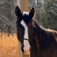 Candace Rothschild's profile image