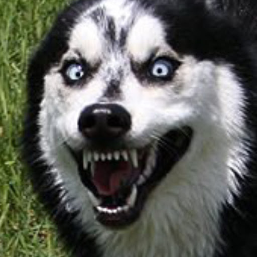 Shadow's profile image