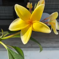 Natasja Brant's profile image