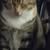 Venita Davis's profile image