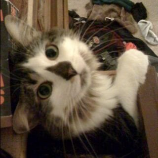 Gessyca B.'s profile image