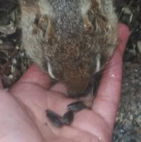 Jennifer Brown McKee Thomson's profile image