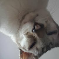 Mandy Jayne Brasher's profile image