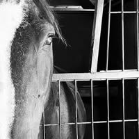 Joanne Polin's profile image