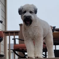 Phyllis Morrow's profile image