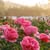 Gloria Walker's profile image