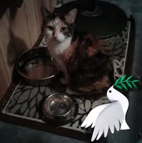 Angie Montgomery's profile image