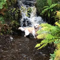 Elaine Poole's profile image