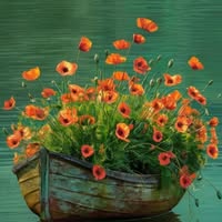 Janice Cox Iorio's profile image