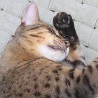Aurelia Anselmi Mikos's profile image