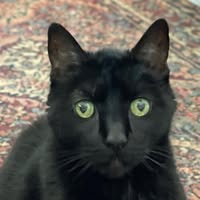 Beverly Thomas Howard's profile image