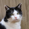 P's profile image