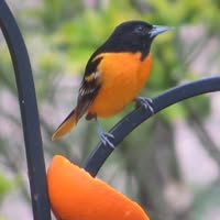 Pamela Schaeffer's profile image