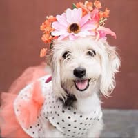 Cheryl Moulton's profile image