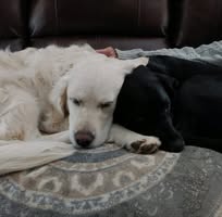 Amy Orr's profile image