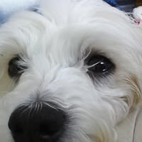 Patricia Wolfgram's profile image