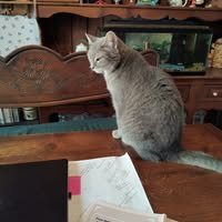 Peggy Lawson's profile image