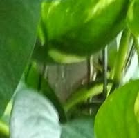 Pamela Wade's profile image