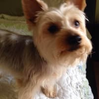 Joyce Carroll's profile image
