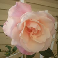 Rose McDermott's profile image