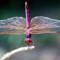 Brenda Lee McDonald's profile image