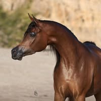 Joan Smith's profile image