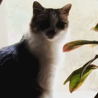 Linda H Harris-Proctor's profile image