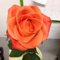 Nancy Driscoll's profile image