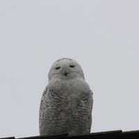 Lynda Hicken's profile image