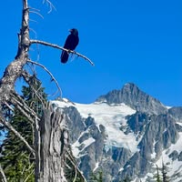 Susan Gray Schmalfuss's profile image