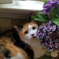 Nancy L. McMillan's profile image