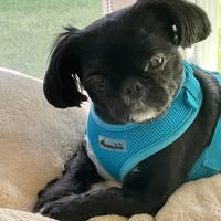 Ronald Peterson's profile image