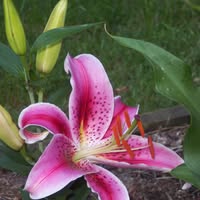 Lynda Garland's profile image