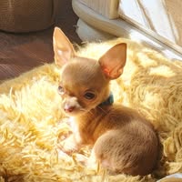 Lynnette Clark's profile image